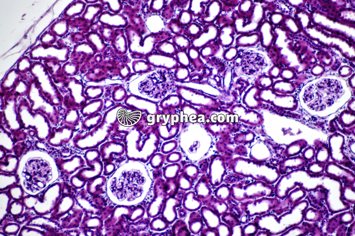 Rein de Rat x40 - gryphea.com